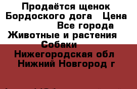 Продаётся щенок Бордоского дога › Цена ­ 37 000 - Все города Животные и растения » Собаки   . Нижегородская обл.,Нижний Новгород г.